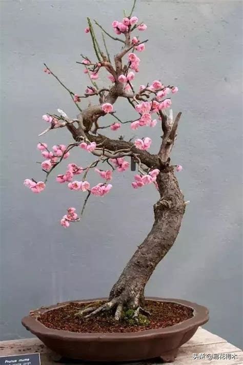 辰字五行 種櫻花盆栽